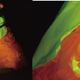 Illustration for article titled Transgenic silkworms spin glowing fluorescent silk